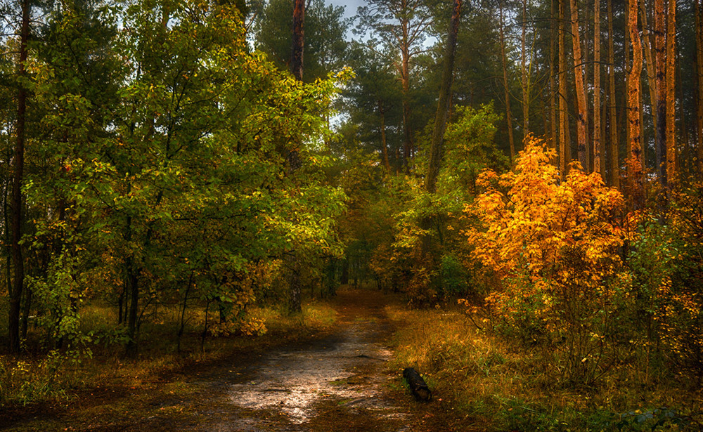 Фотографія прогулка в лесу / Михайло Шерман / photographers.ua