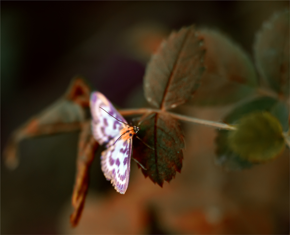Фотографія бабочка / Михайло Шерман / photographers.ua