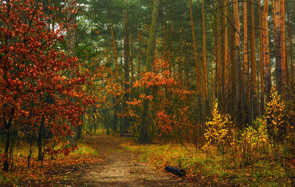 Фотографія прогулка в осень / Михайло Шерман / photographers.ua
