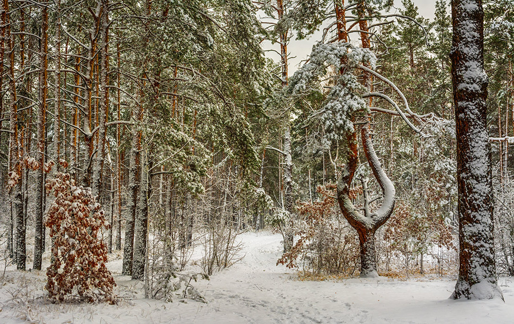 Фотографія зима / Михайло Шерман / photographers.ua