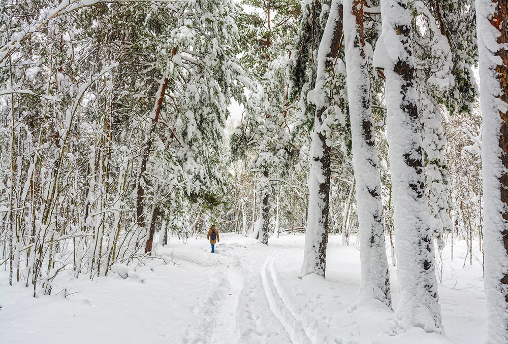 Фотографія прогулка в зиму / Михайло Шерман / photographers.ua