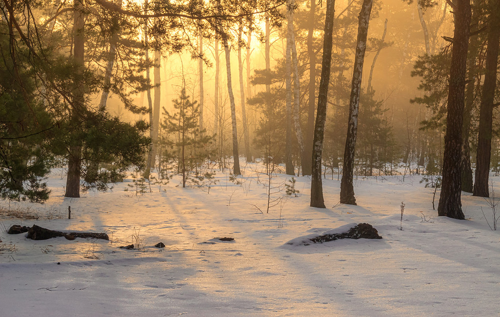 Фотографія зимовий ранок / Михайло Шерман / photographers.ua