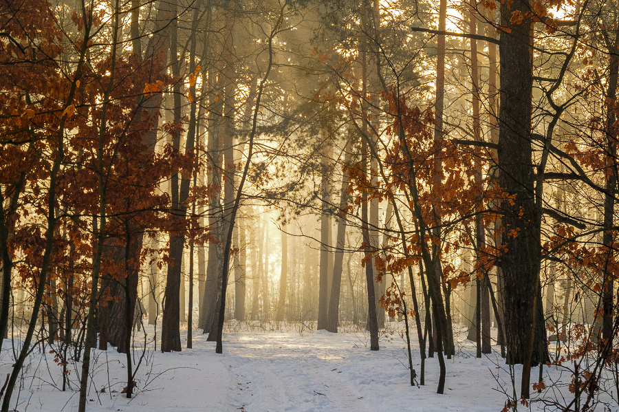 Фотографія ранок у лісі / Михайло Шерман / photographers.ua
