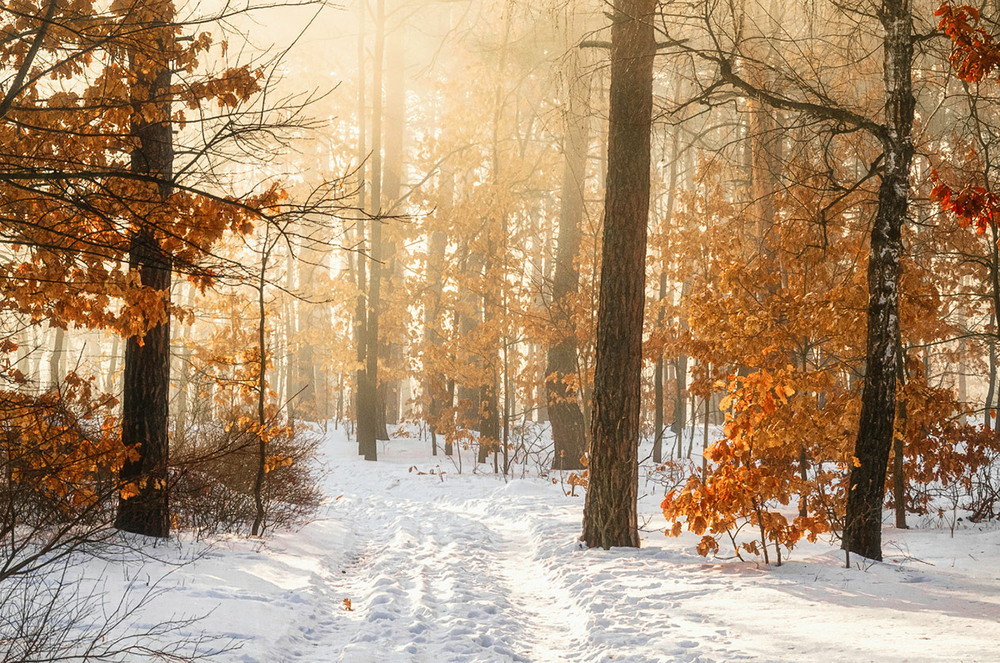 Фотографія зимовий ранок / Михайло Шерман / photographers.ua