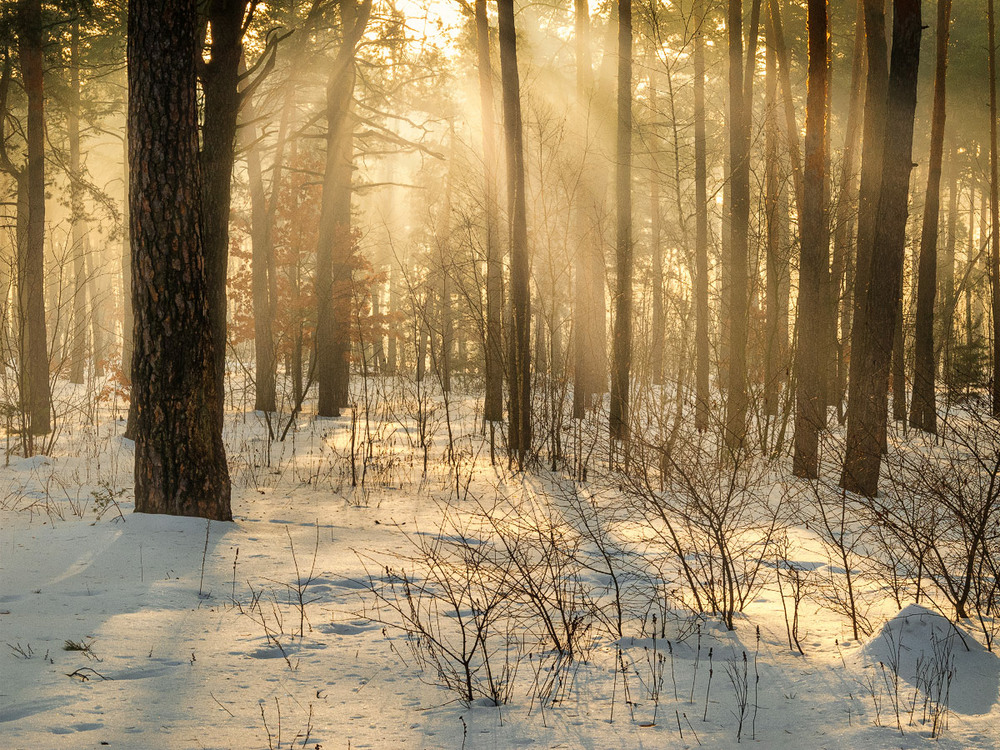 Фотографія ранок у лісі / Михайло Шерман / photographers.ua