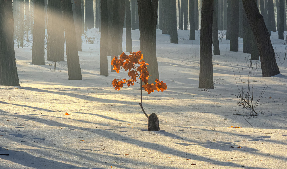 Фотографія Сонячний ранок / Михайло Шерман / photographers.ua