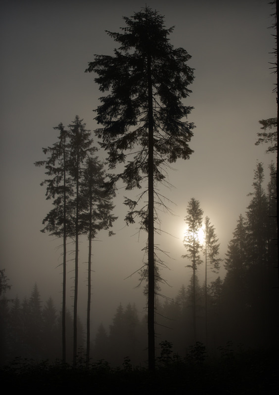 Фотографія Блудив туман поміж смерек... / Aahz / photographers.ua