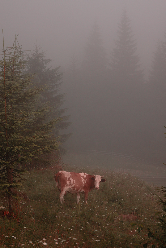 Фотографія Мілка в тумані / Aahz / photographers.ua