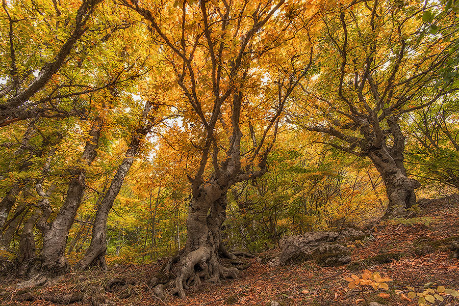 Фотографія Осень на Демерджи / Александр Нассонов / photographers.ua