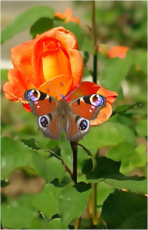 Фотографія вот бабочка прилетела и ага... / Ihor M. / photographers.ua