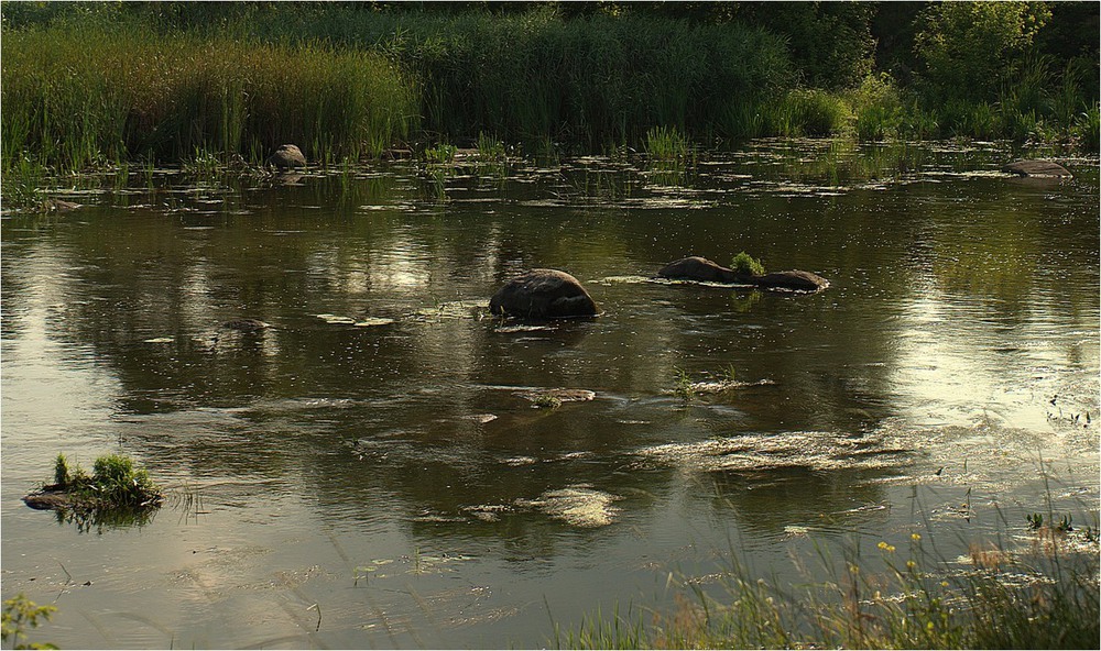 Фотографія купанье бегемотов / Ihor M. / photographers.ua