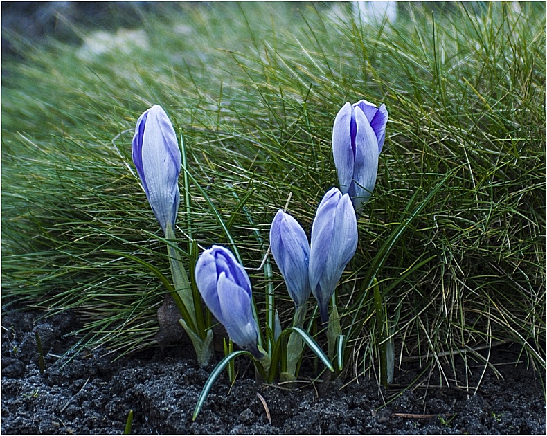 Фотографія с весной вас, друзья / Ihor M. / photographers.ua