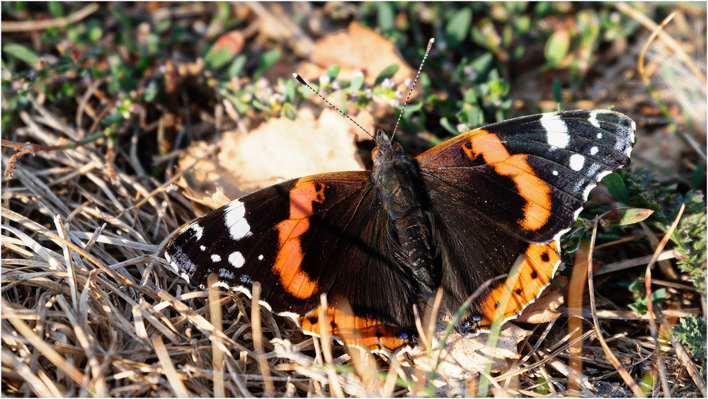 Фотографія Макро / MAN / photographers.ua