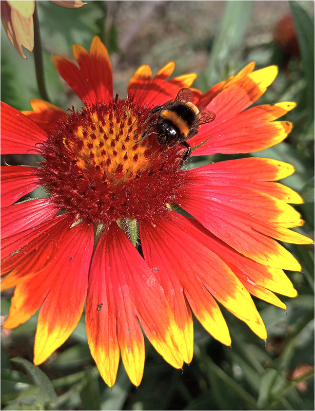 Фотографія Джмелик / MAN / photographers.ua