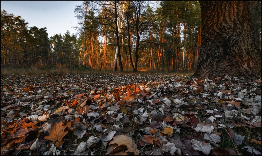 Фотографія Скидає осінь вже покрови , додолу листям золотим.... / MAN / photographers.ua