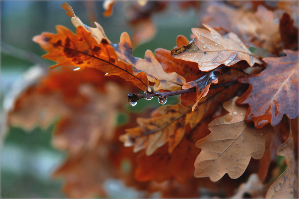 Фотографія Горят и капельки и листья... / MAN / photographers.ua