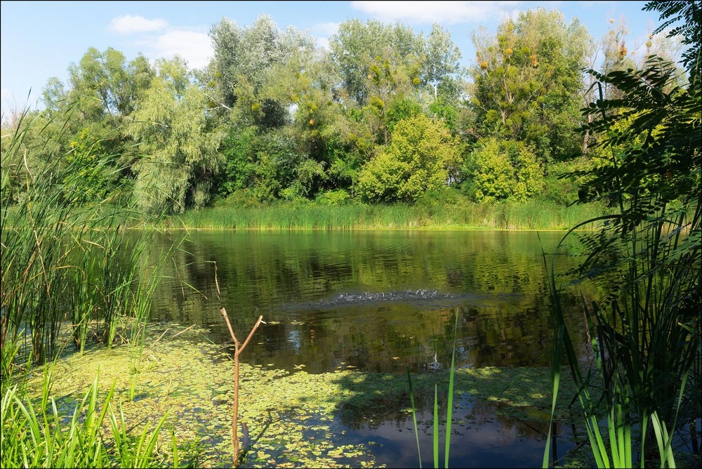 Фотографія Щука розгулялась... / MAN / photographers.ua