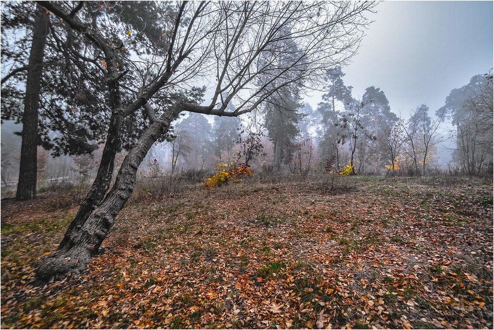 Фотографія Осенняя грустная песня... / MAN / photographers.ua