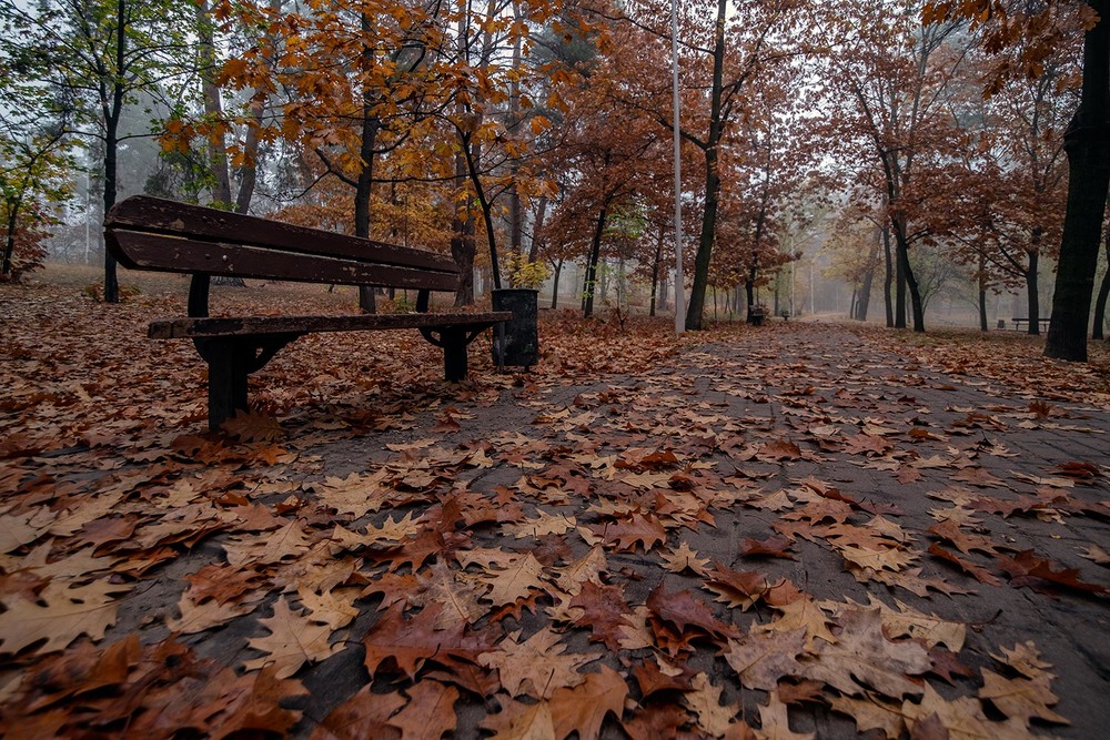 Фотографія Парковая аллея...и скамейка...парковая... / MAN / photographers.ua