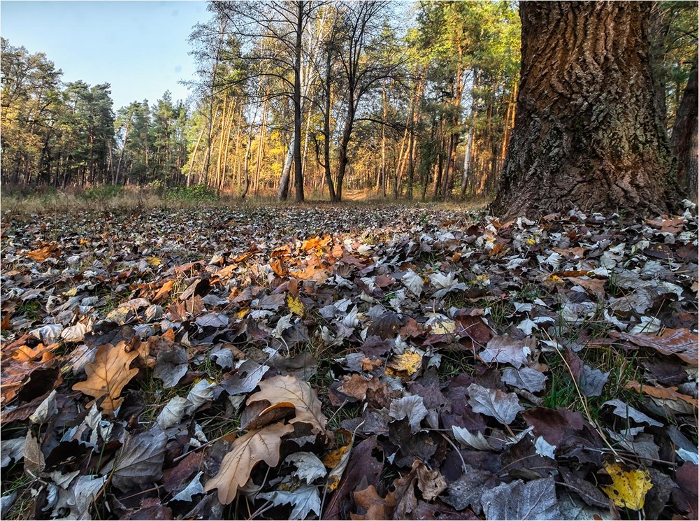 Фотографія Осенние ковры... / MAN / photographers.ua