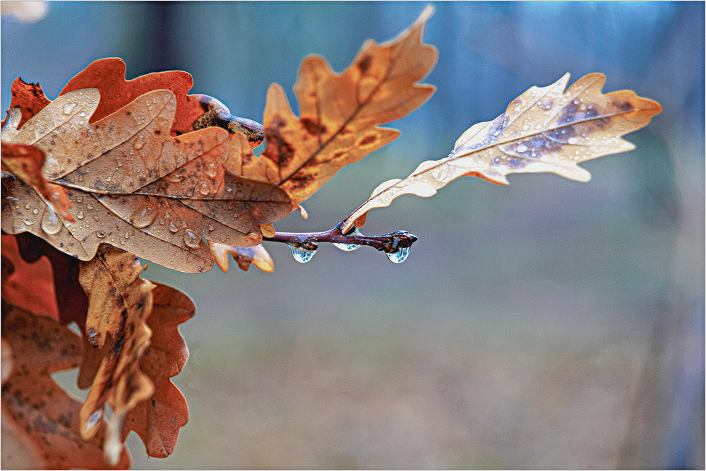 Фотографія ...йдуть дощі... / MAN / photographers.ua