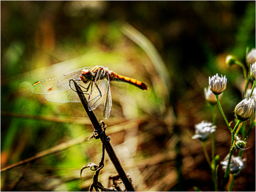Фотографія Разное / MAN / photographers.ua