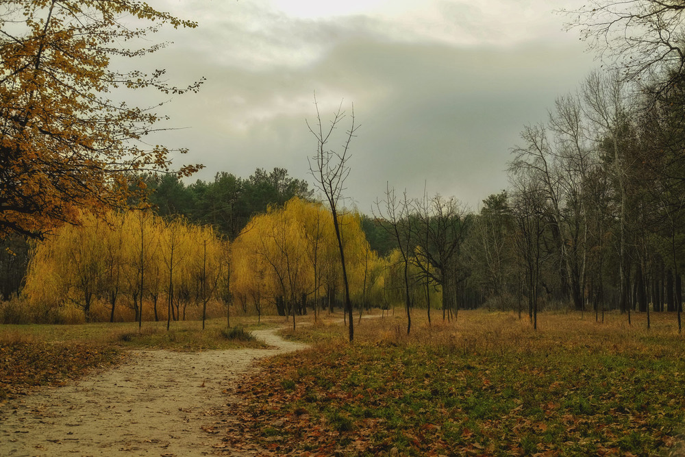 Фотографія Бродила осень золотая,стелила листья под ногами... / MAN / photographers.ua