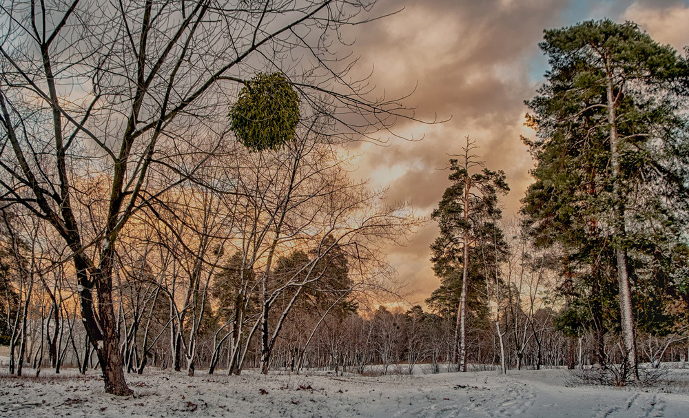 Фотографія Зима и страсти в небесах / MAN / photographers.ua