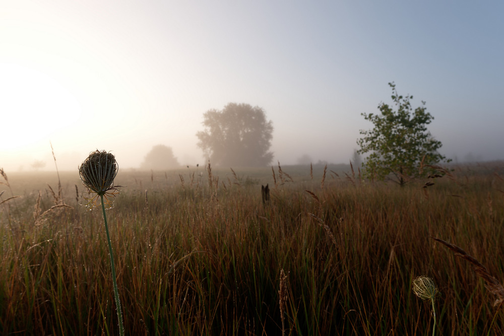Фотографія Ранкові роси... / MAN / photographers.ua