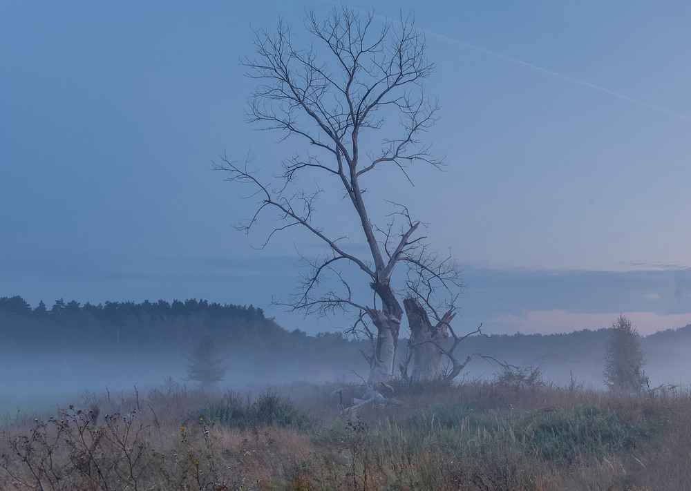 Фотографія У колисці туману... / MAN / photographers.ua