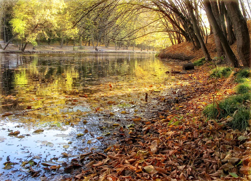 Фотографія Осенний пруд... / MAN / photographers.ua