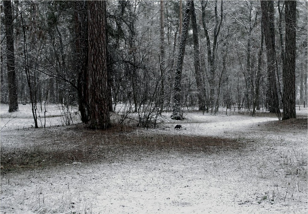 Фотографія Одна-єдина і тільки сніг з тобою... / MAN / photographers.ua