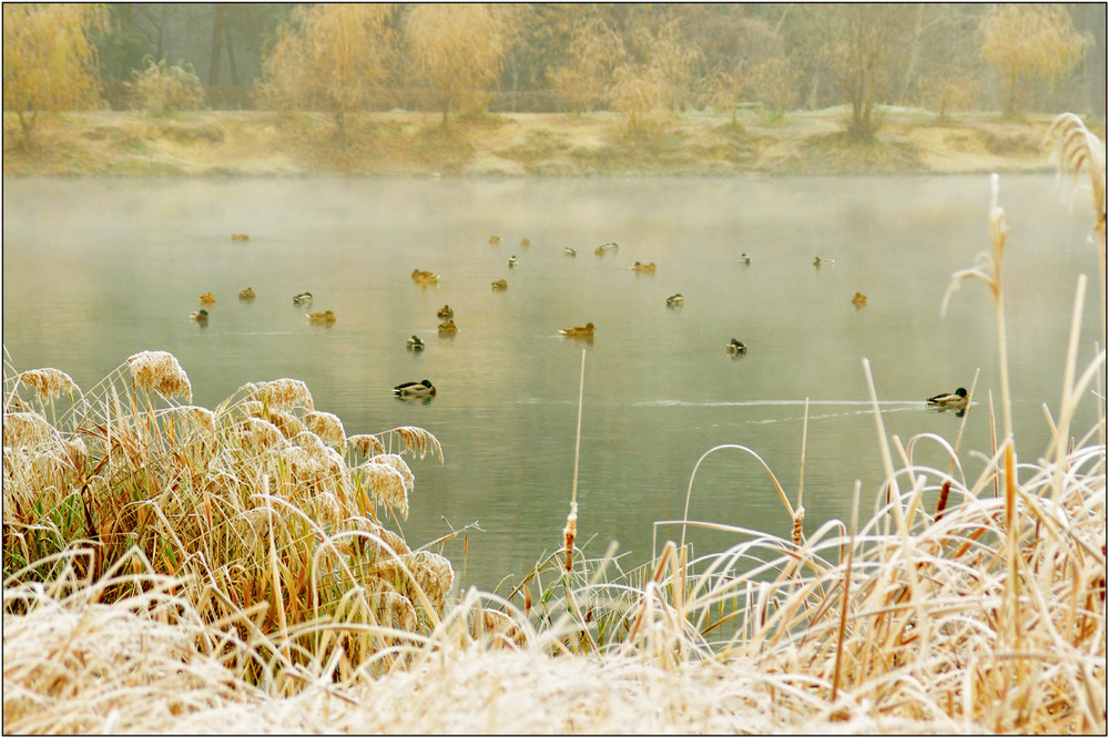 Фотографія Озеро в парке... / MAN / photographers.ua