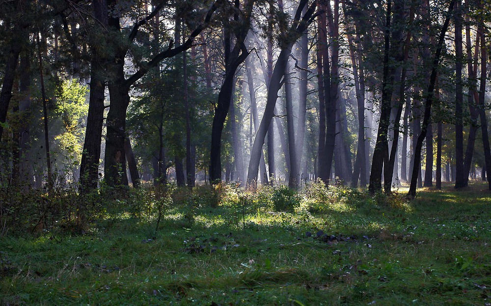 Фотографія Не дремучий,но лес... / MAN / photographers.ua