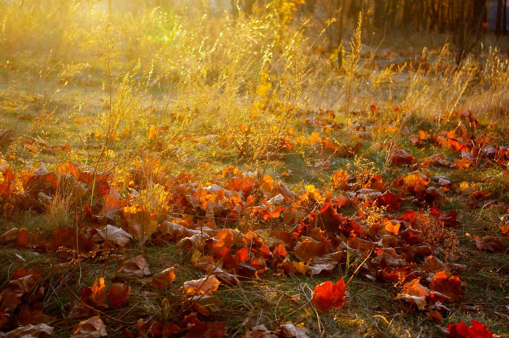 Фотографія Осень земная... / MAN / photographers.ua