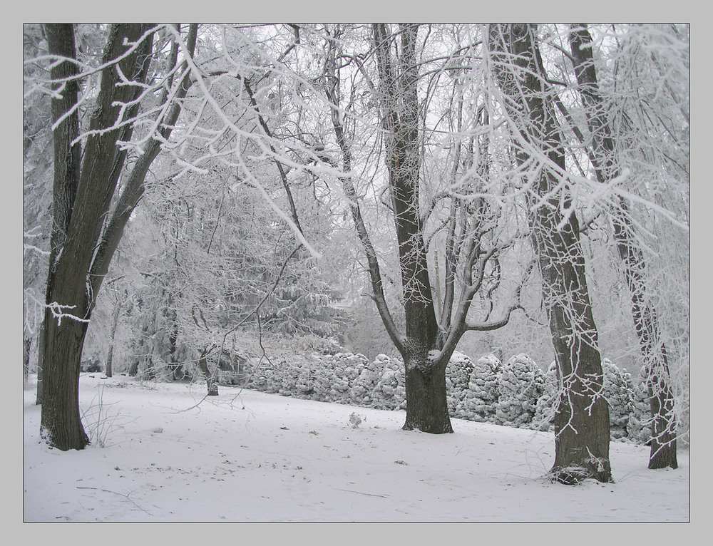 Фотографія Графичность зимы... / MAN / photographers.ua