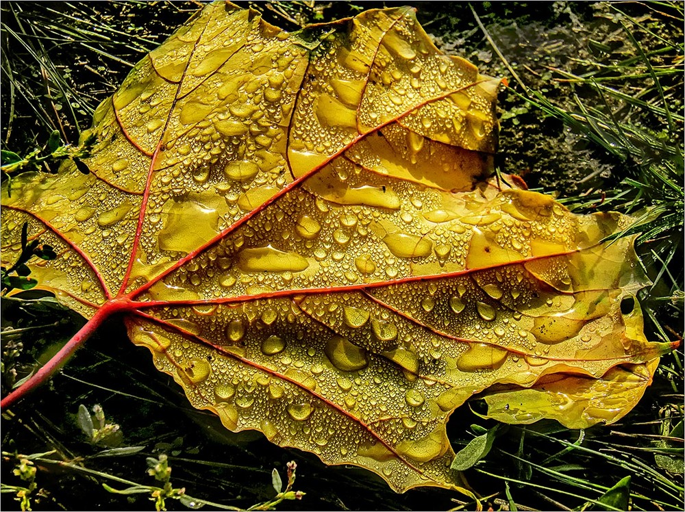 Фотографія Обронила Осень листик... / MAN / photographers.ua