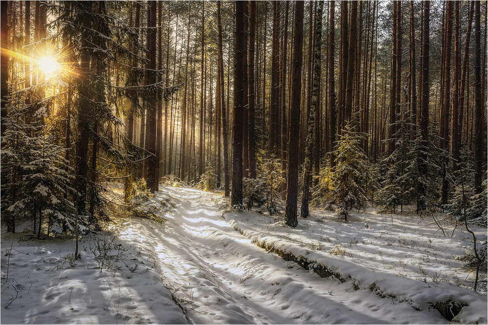 Фотографія Сказочный лес Лапки / Siber / photographers.ua