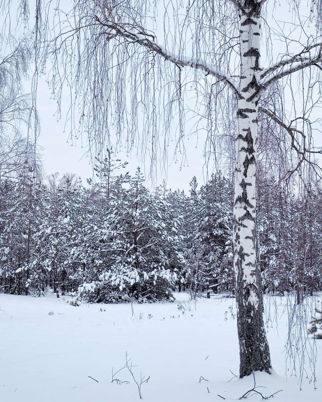 Фотографія Тиша зими / Андрій Майковський / photographers.ua