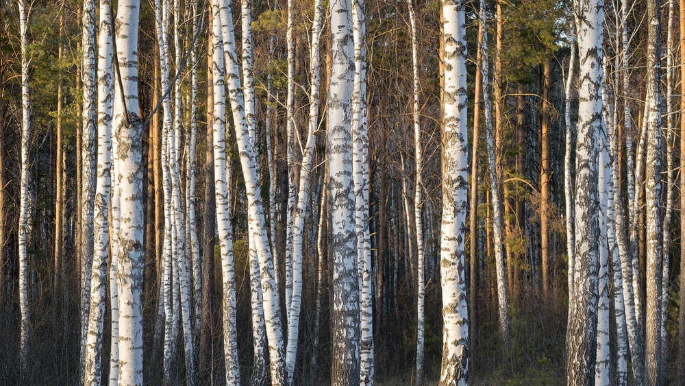 Фотографія Світло лісу / Андрій Майковський / photographers.ua