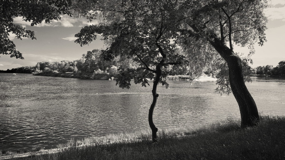 Фотографія Діалог з поглядом на річку (дерева) / Андрій Майковський / photographers.ua