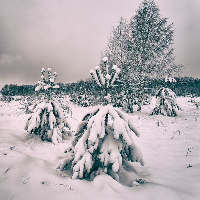 Фотографія Winter's coming. / Андрій Майковський / photographers.ua