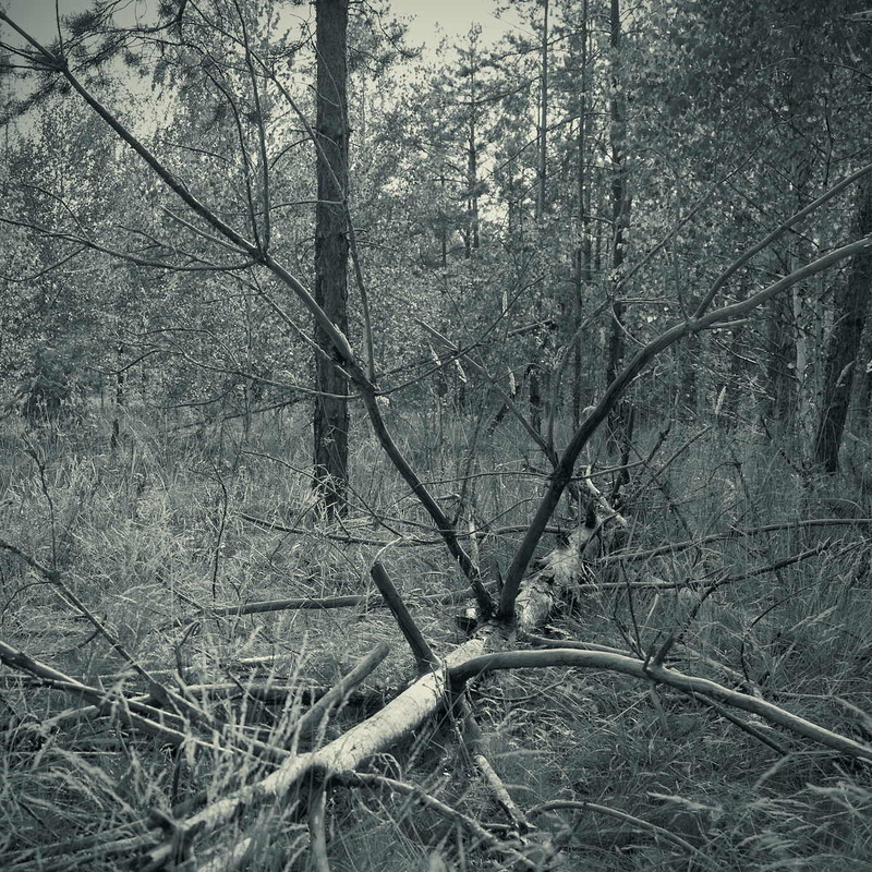 Фотографія Хімерні руки лісу / Андрій Майковський / photographers.ua