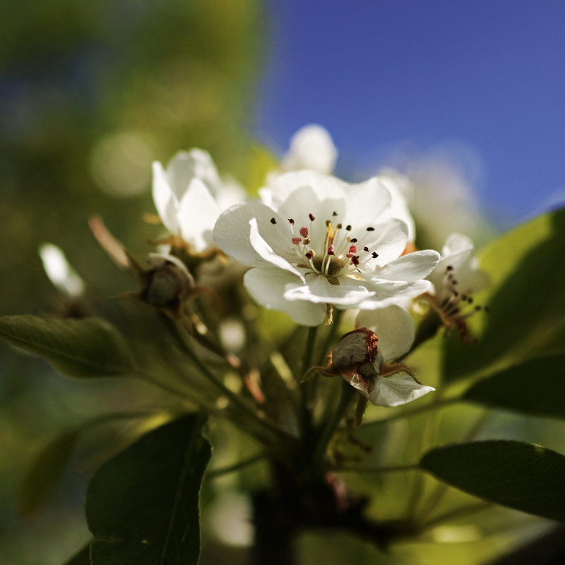 Фотографія Кольори весни / Андрій Майковський / photographers.ua