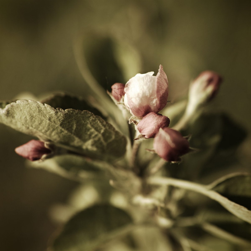 Фотографія Відродження ч.2 / Андрій Майковський / photographers.ua