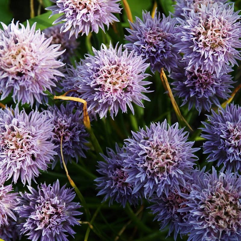 Фотографія Флорістичний феєрверк / Андрій Майковський / photographers.ua