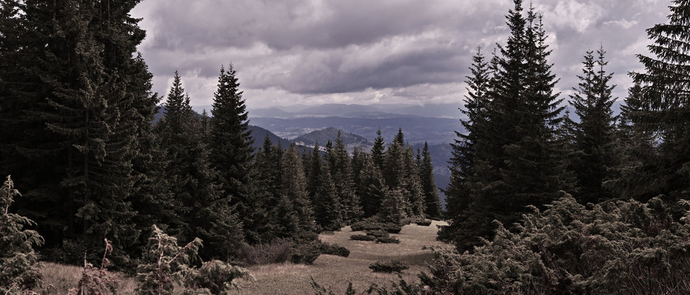 Фотографія Серед смерек / Андрій Майковський / photographers.ua