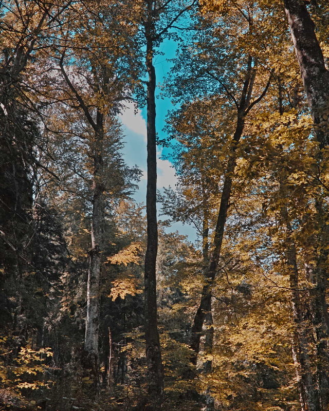 Фотографія Лісові фантазії / Андрій Майковський / photographers.ua