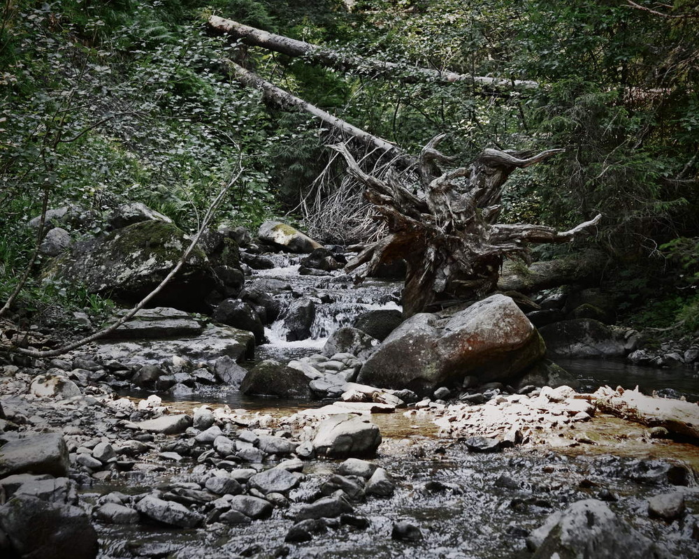 Фотографія Sunlight In Wilderness / Андрій Майковський / photographers.ua