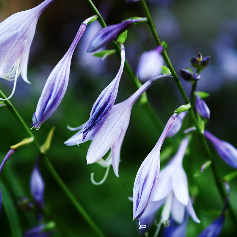 Фотографія Blues / Андрій Майковський / photographers.ua